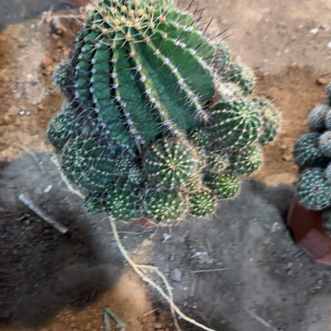 花***。可口可乐了可口可乐