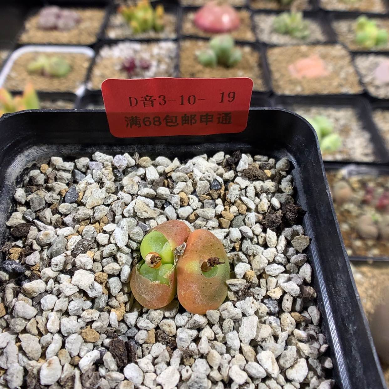 【闪购商品】3-10-19 水晶鞋肉肉 22