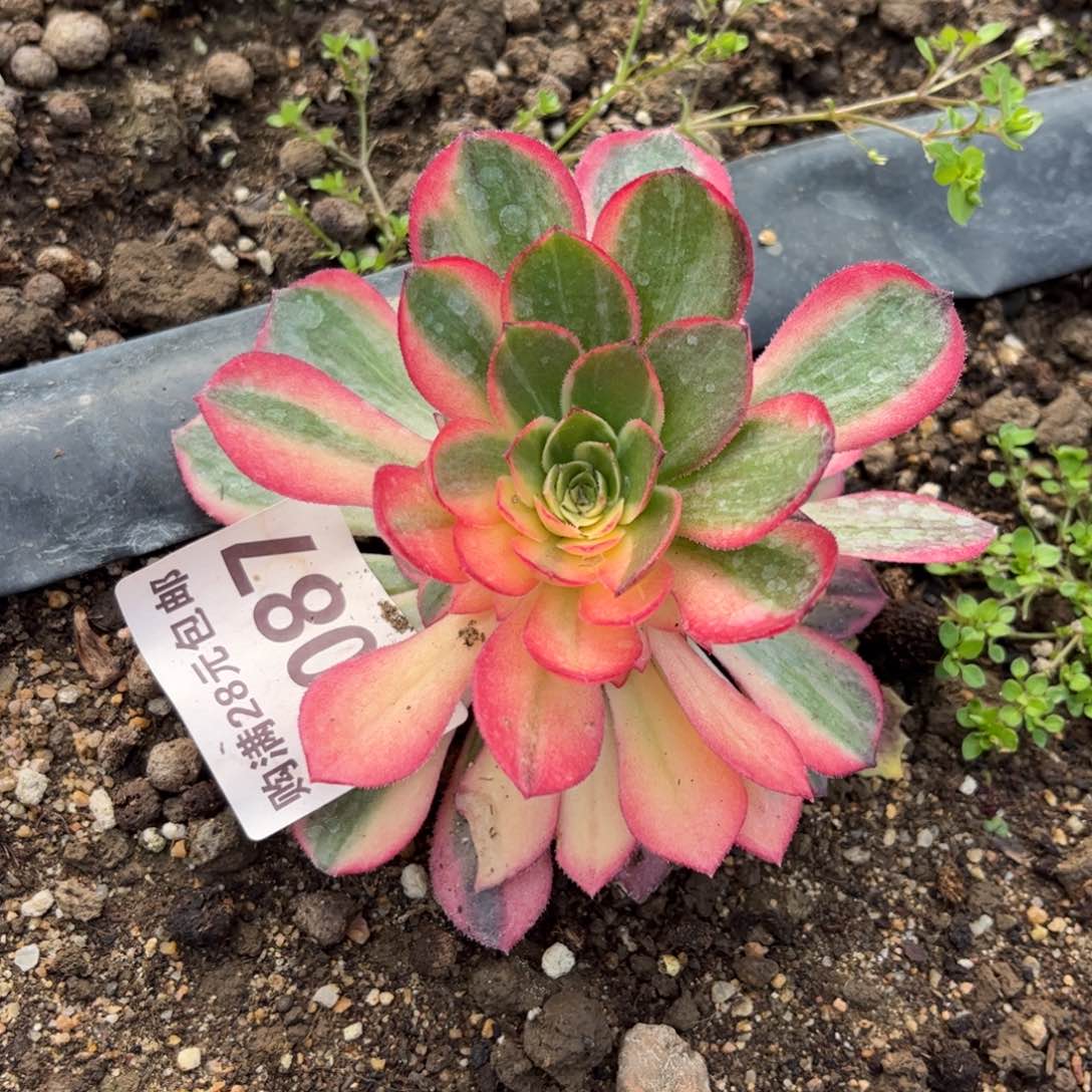 087多肉植物黑魔锦