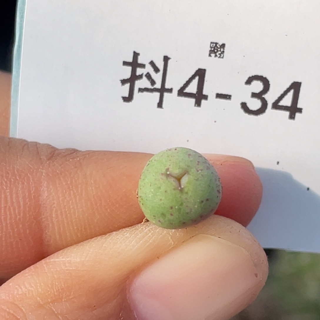 4-34嘴多肉植物肉锥