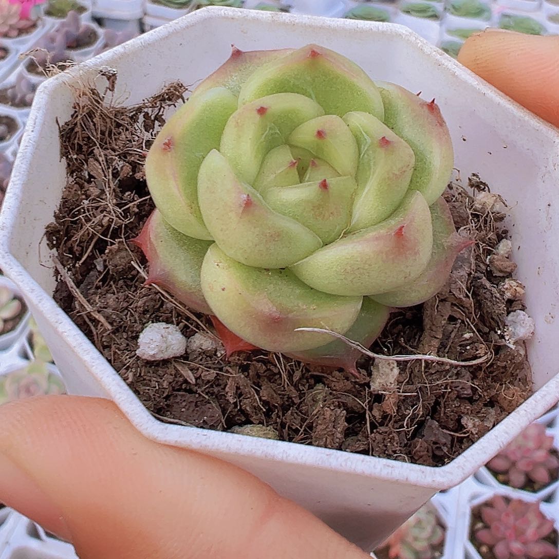 灯泡珍妮19包邮多肉