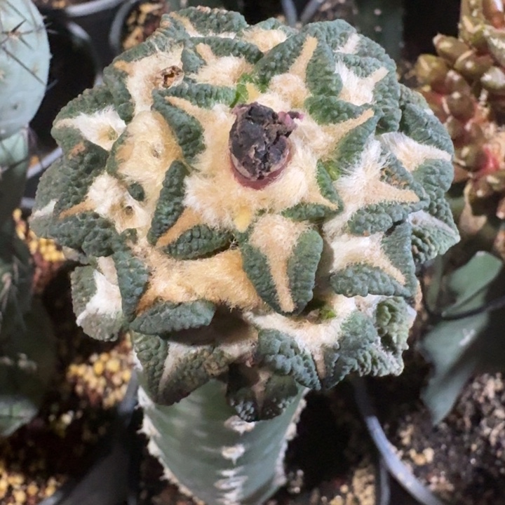 象足黑特价捡漏仙人球