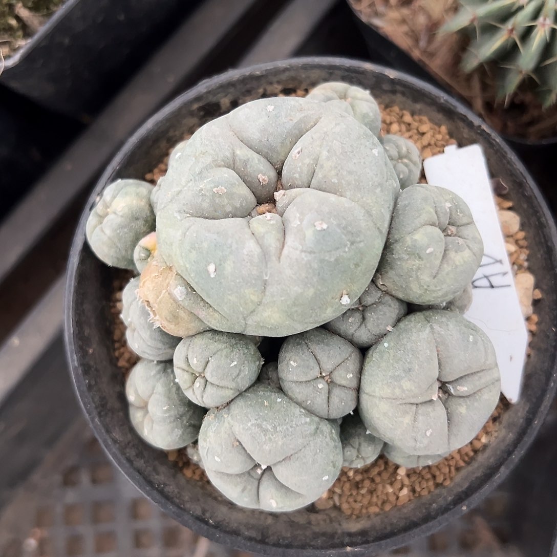 实生子吹肋骨乌 仙人球