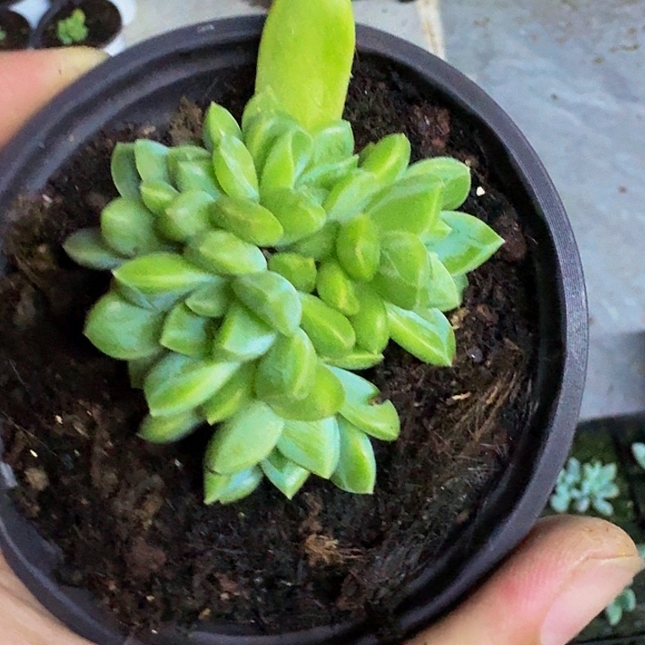 水晶萝莉 叶插 一物一拍