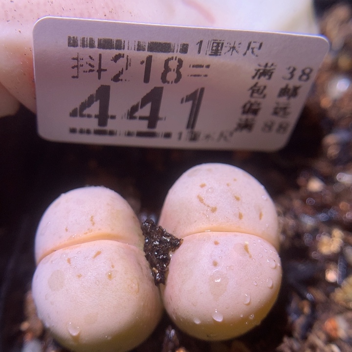 精品生石花218.441