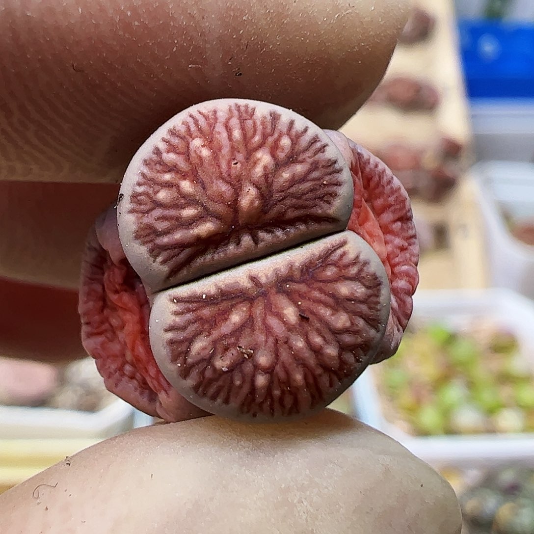 一颗包邮线纹菊……………………
