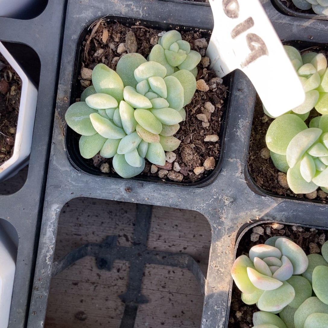 1019冰玉石化多肉植物