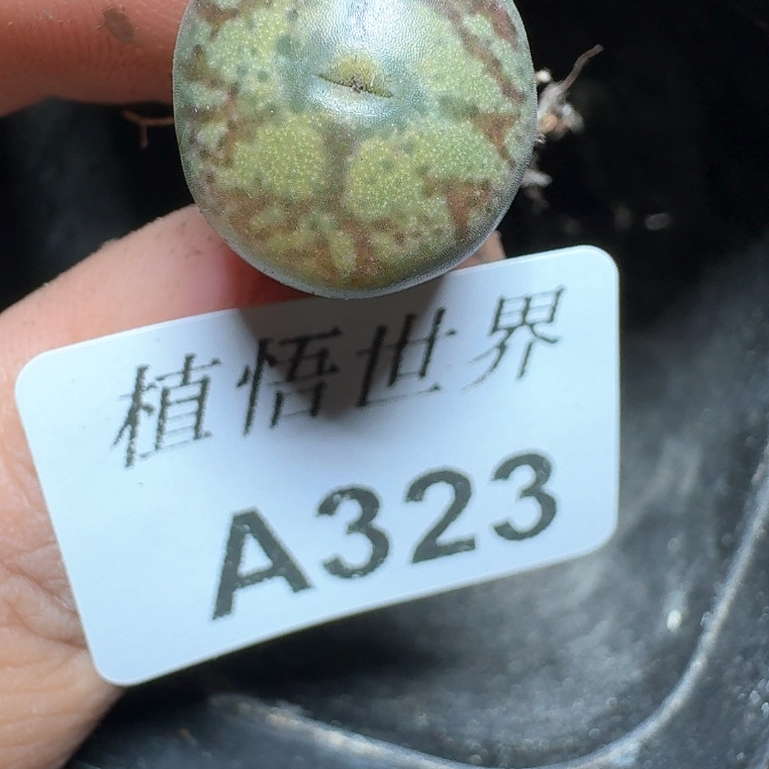 323号多肉植物哇f v