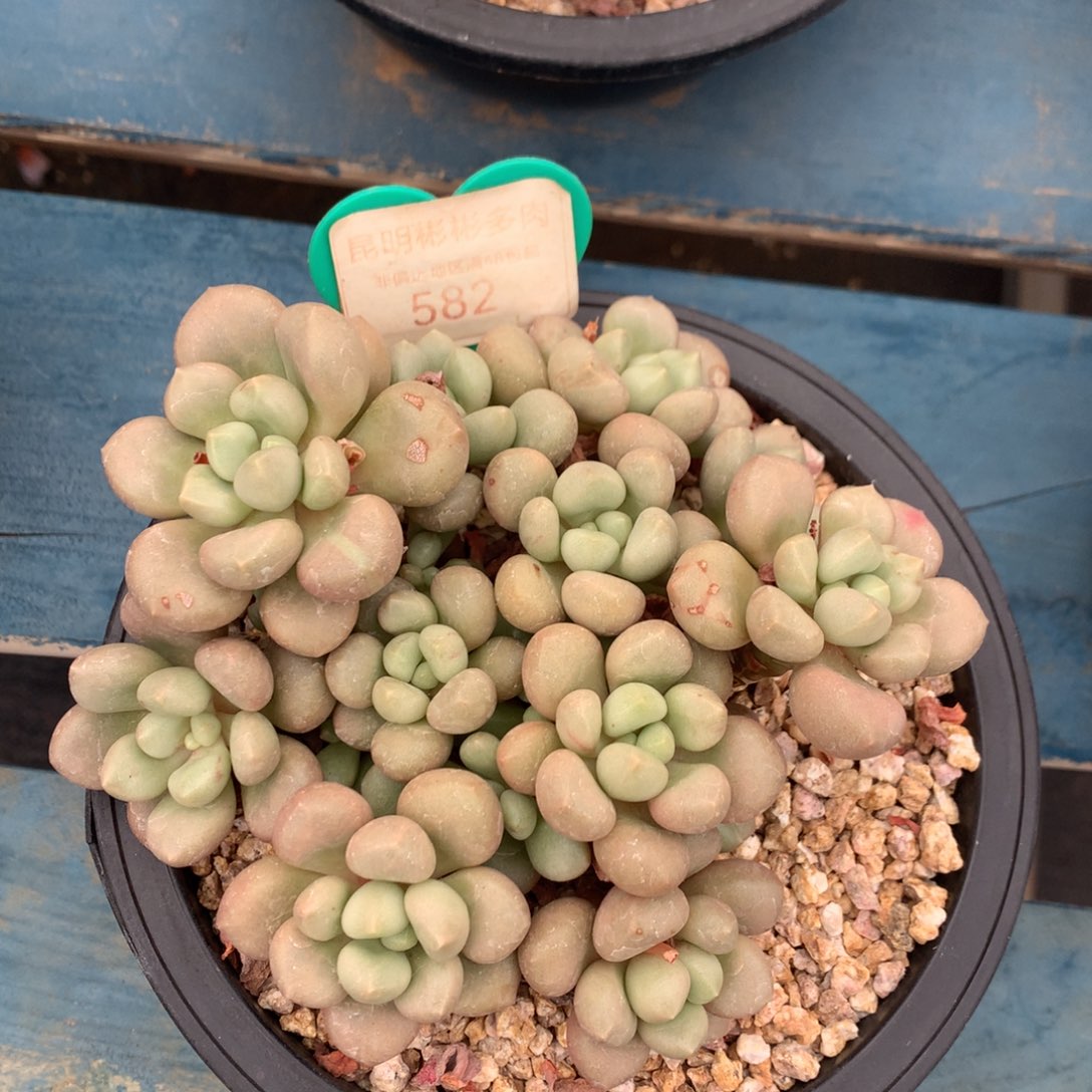 先锋派老桩平头582