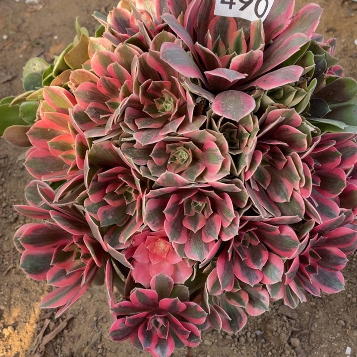 无花朵490多肉植物女妖