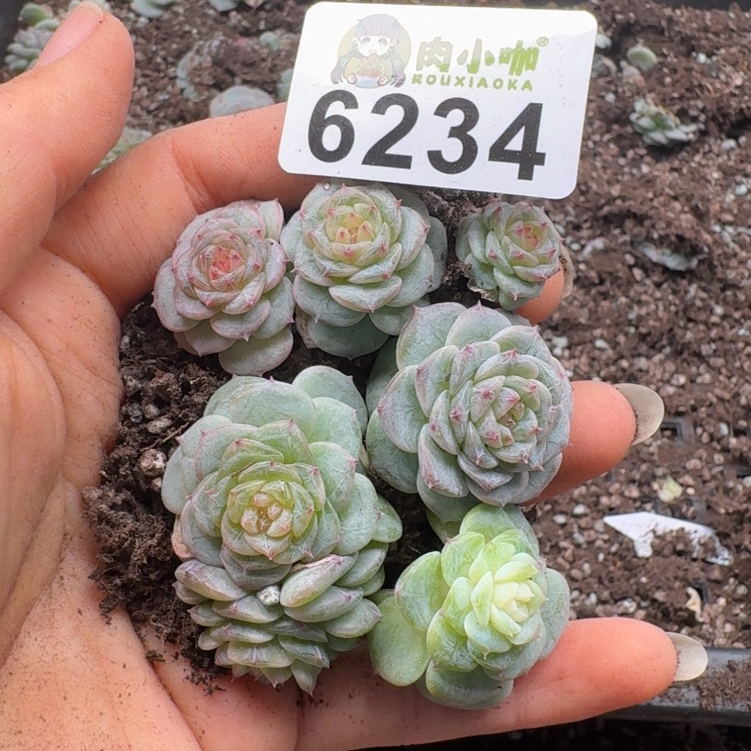 多肉植物多肉植物