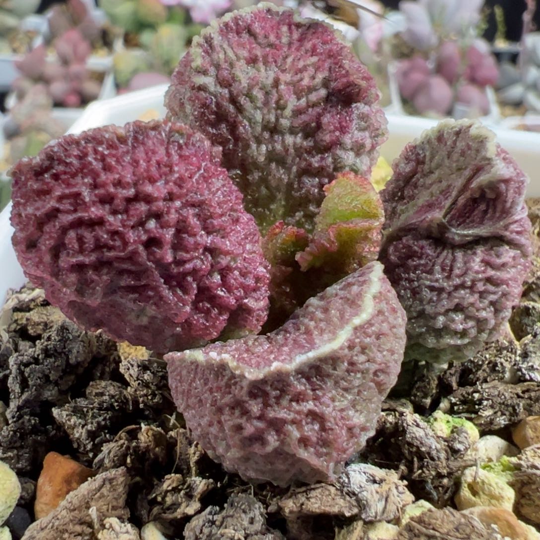 无花朵实生新品单头纯木质桩多肉植物