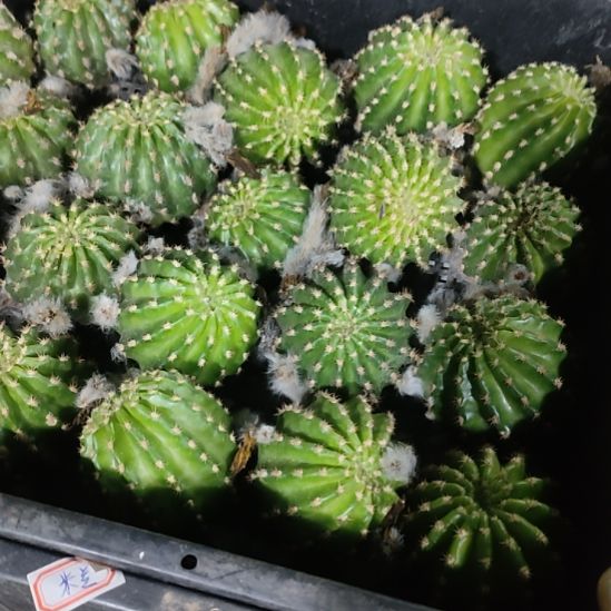 仙人球丽花妖蝶侧芽