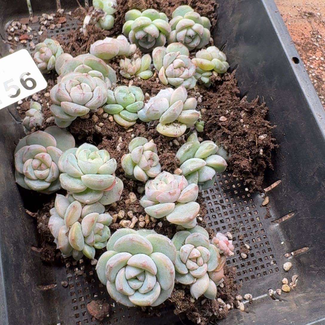 蓝***莲多肉植物多肉植物