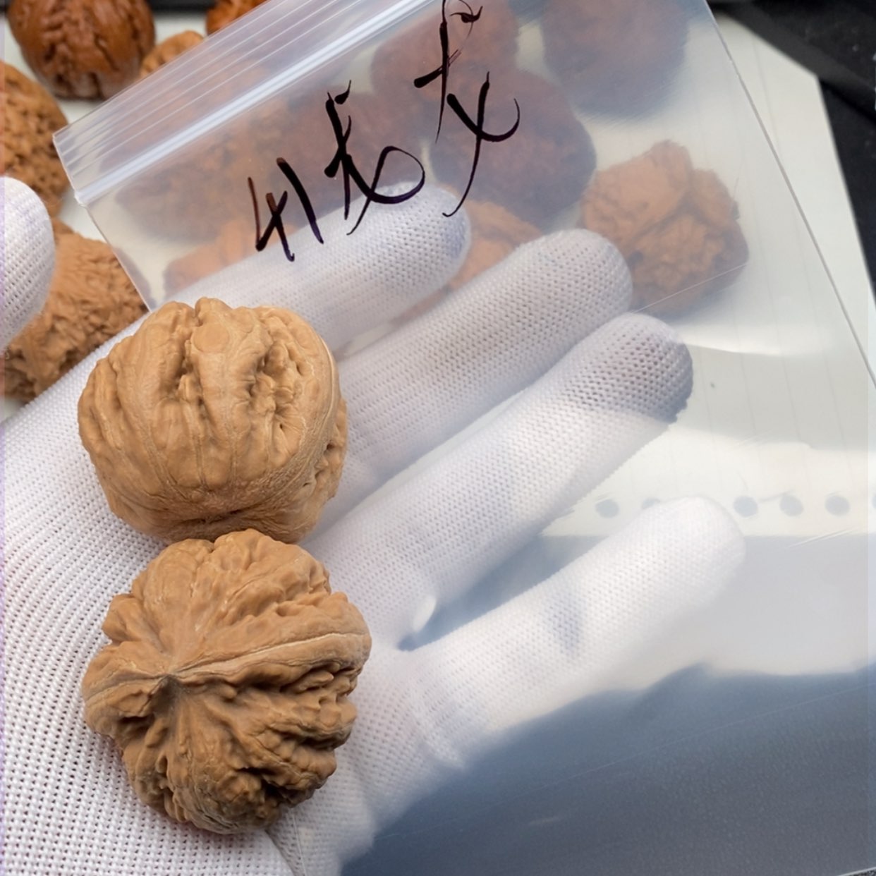 【闪购商品】文玩核桃吊坠霸王龙