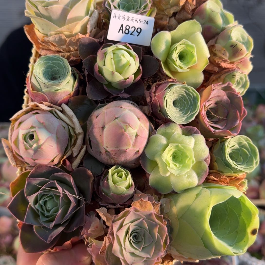 A829 玫瑰花篮组合