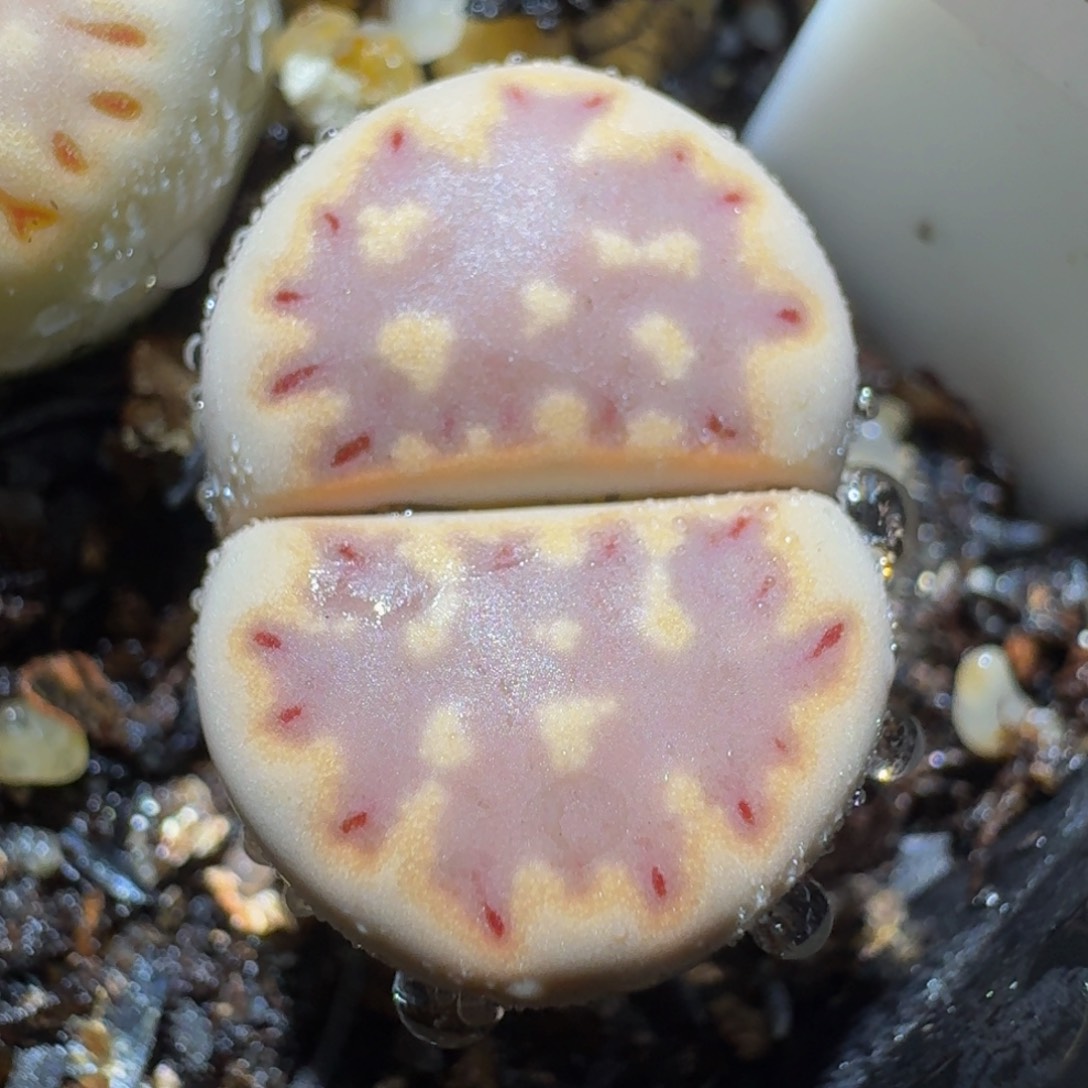 Sssss精品生石花639