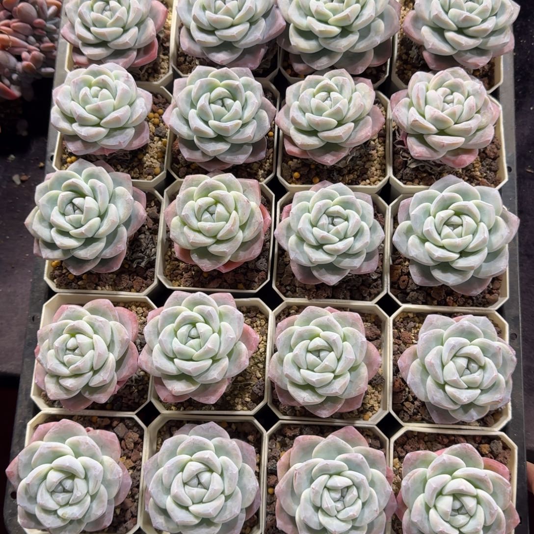 冰玉一筐一物一拍