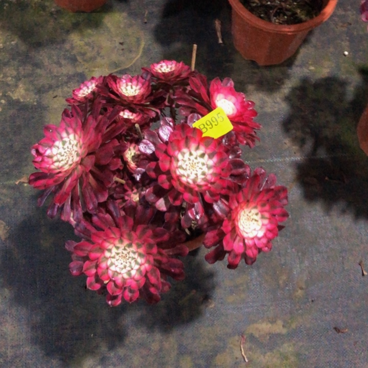 红同多肉995000000000