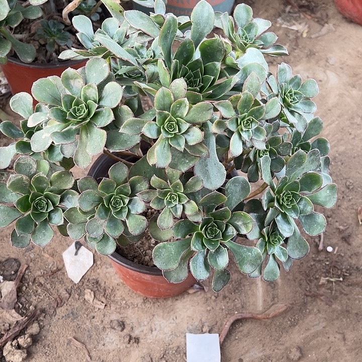 青衣玫瑰玫瑰玫瑰玫瑰