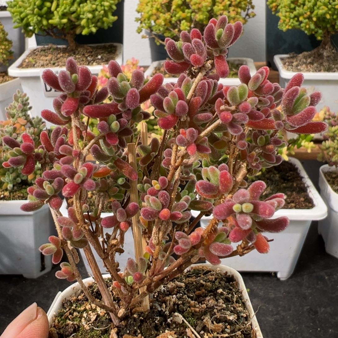 D2648红叶一物一拍