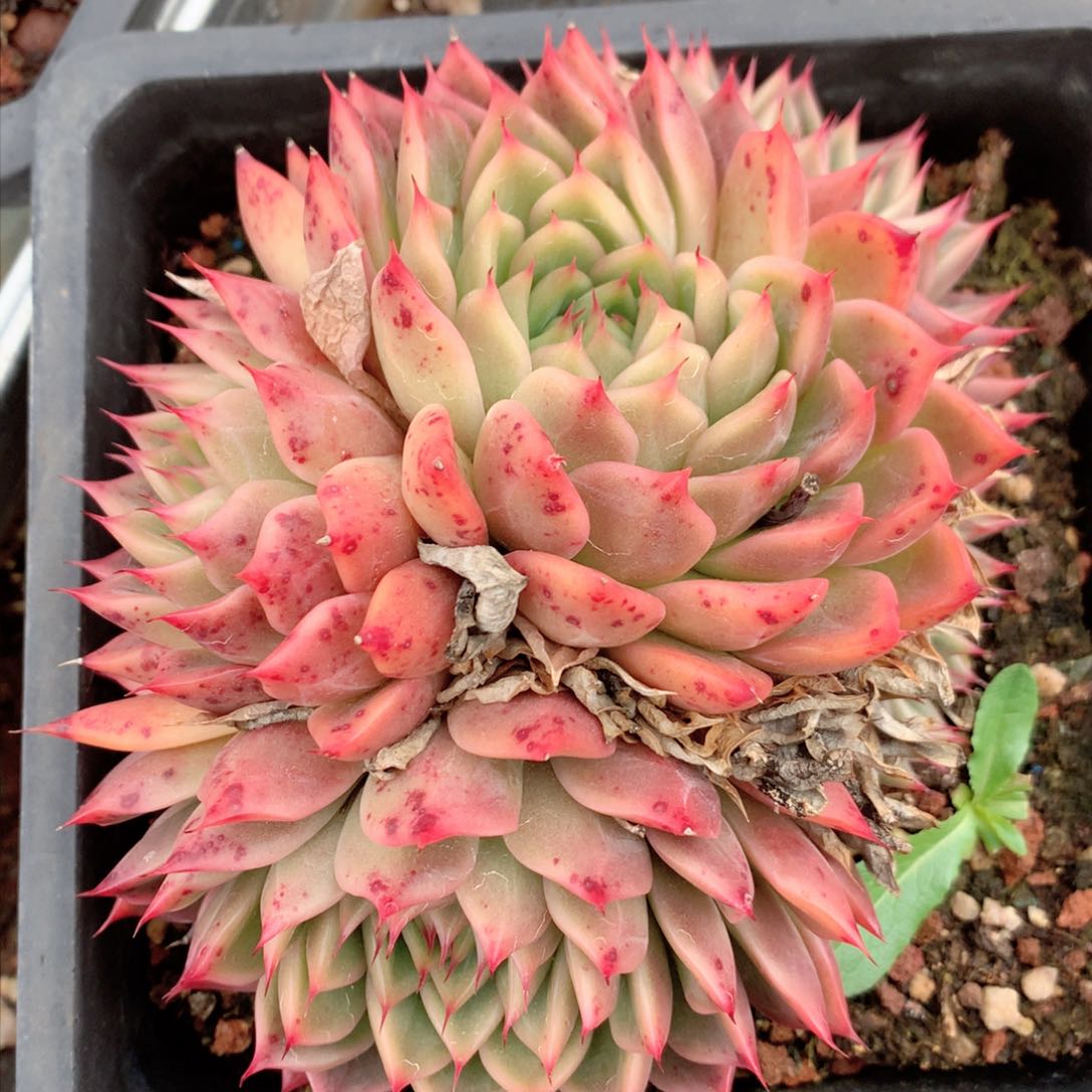 8319杂交多肉植物基地