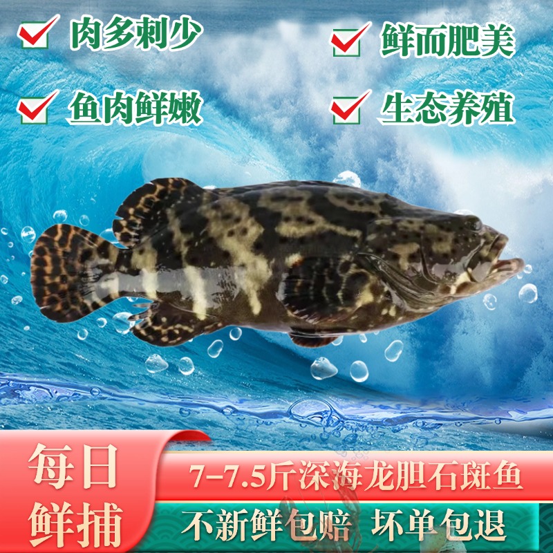 7-7.5斤 特大珍珠龙胆石斑鱼深海鱼海鲜水产海鲜生鲜海鱼送礼美食