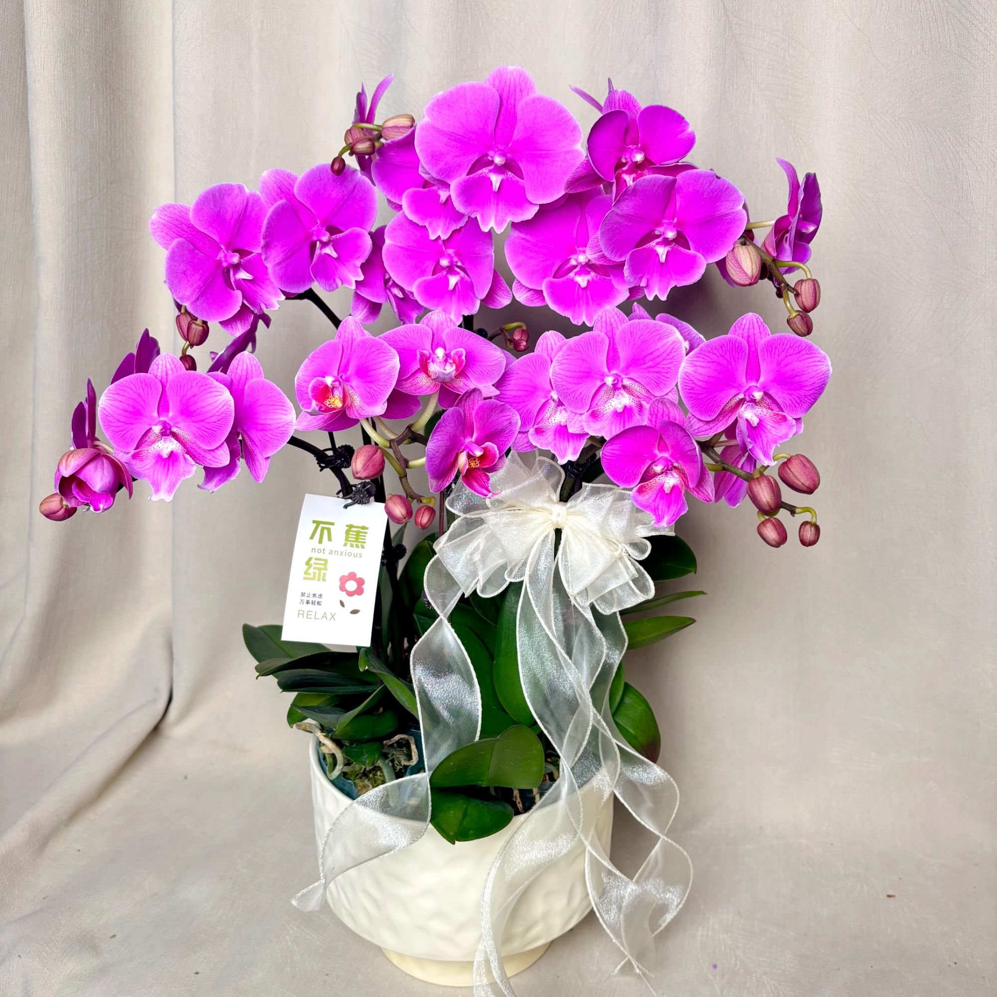 【紫气东来】蝴蝶兰稀有欧品艺术组盆 粉紫色系 乔迁新婚开业送礼