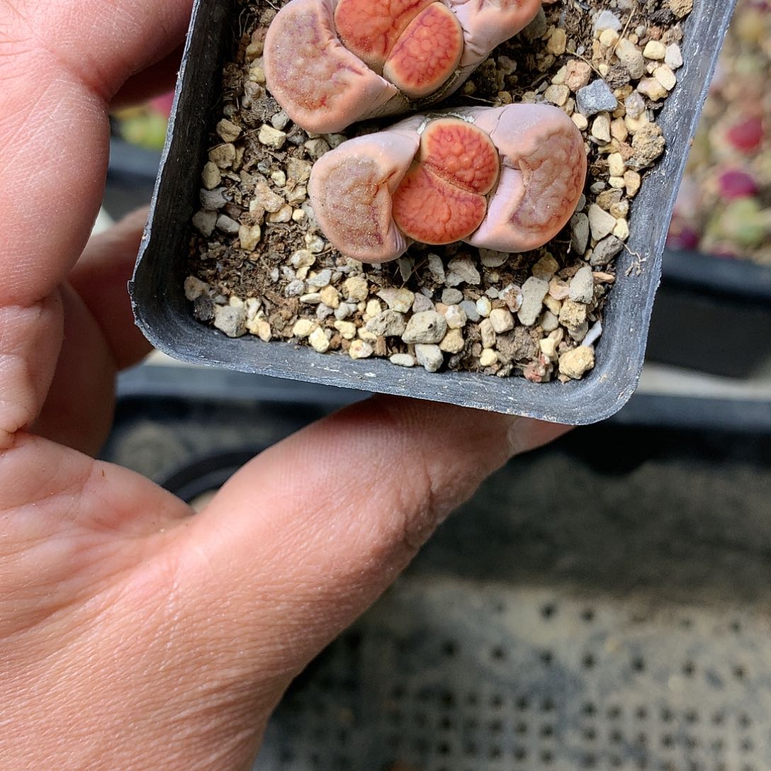 H37多肉植物保护研究所