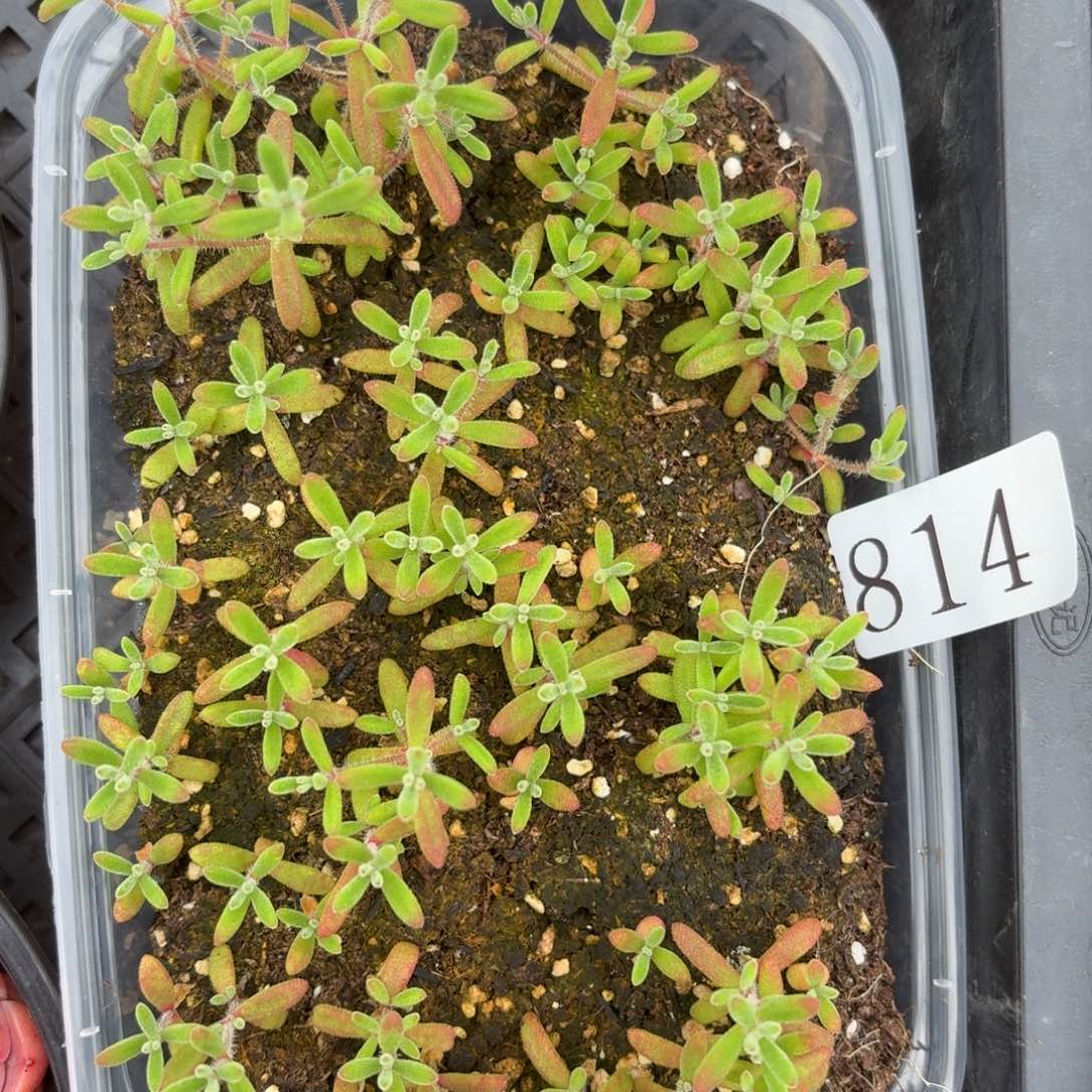 多肉植物多肉植物814