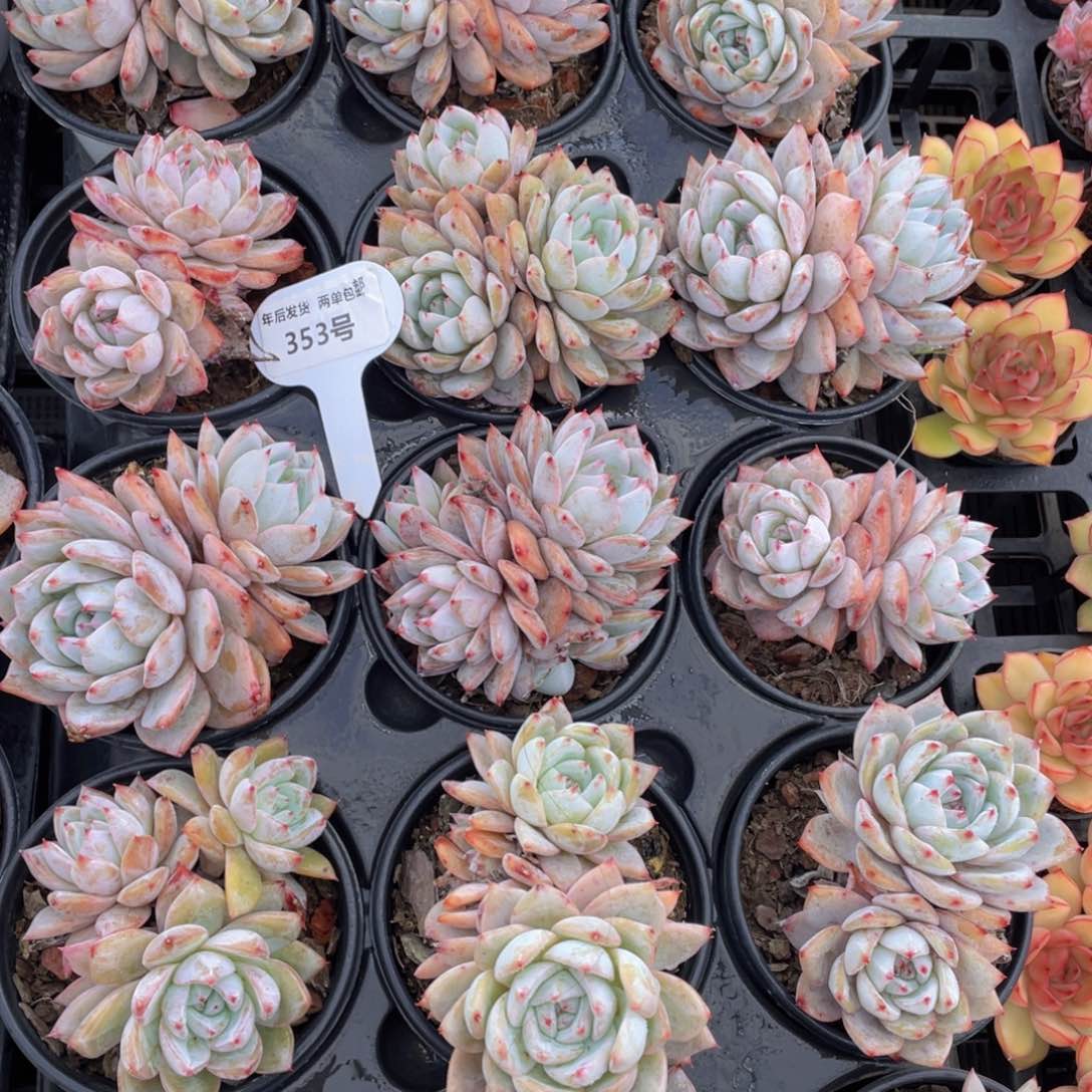 353号焦糖蓝鸟双头起2个