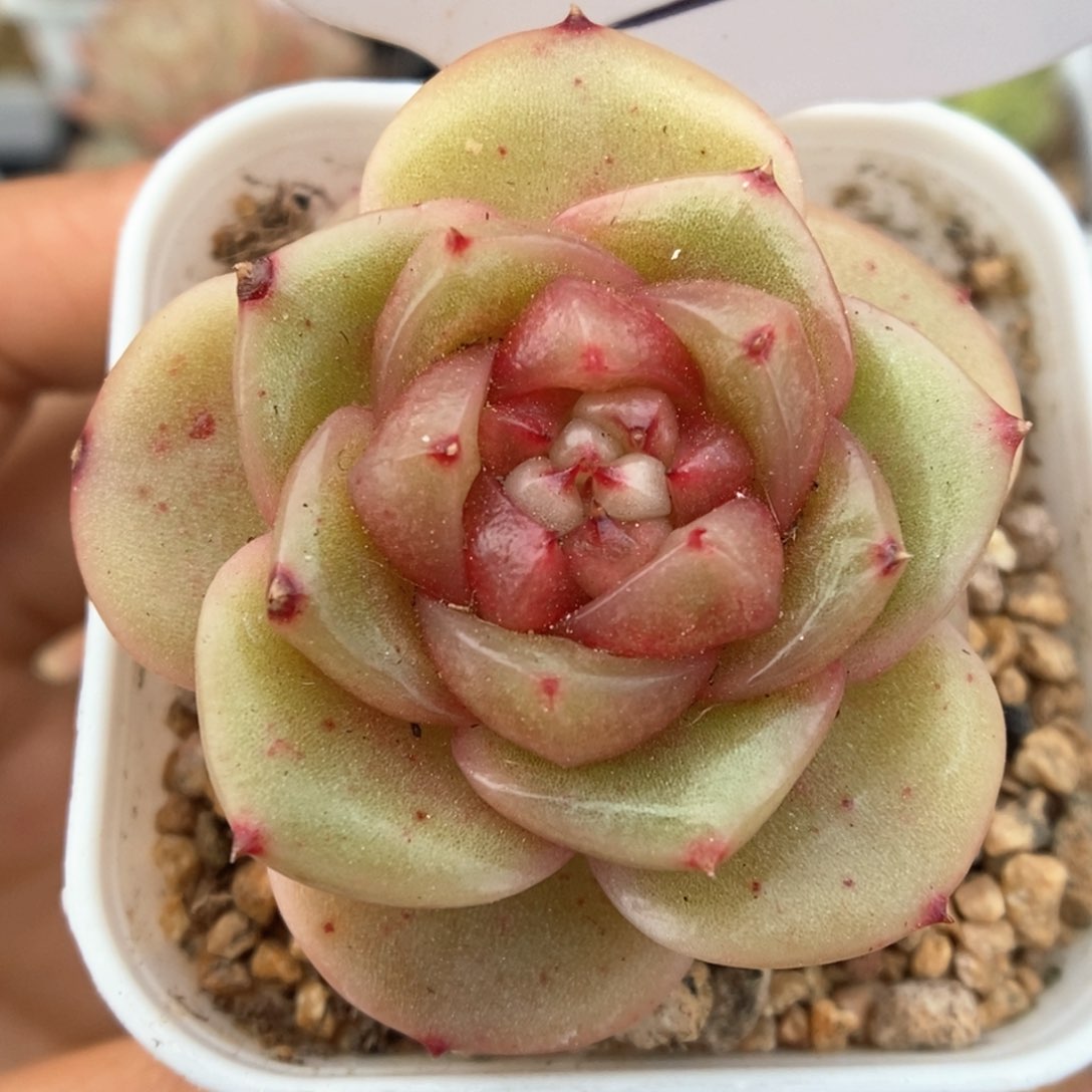 玉芷珍妮可拍903号。