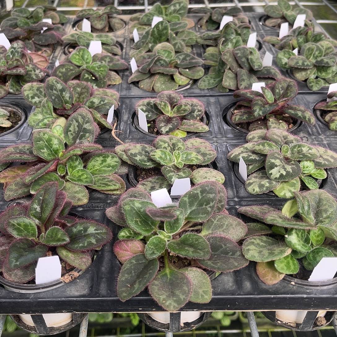 当前无花栽培后可以开花新品苦苣苔永福