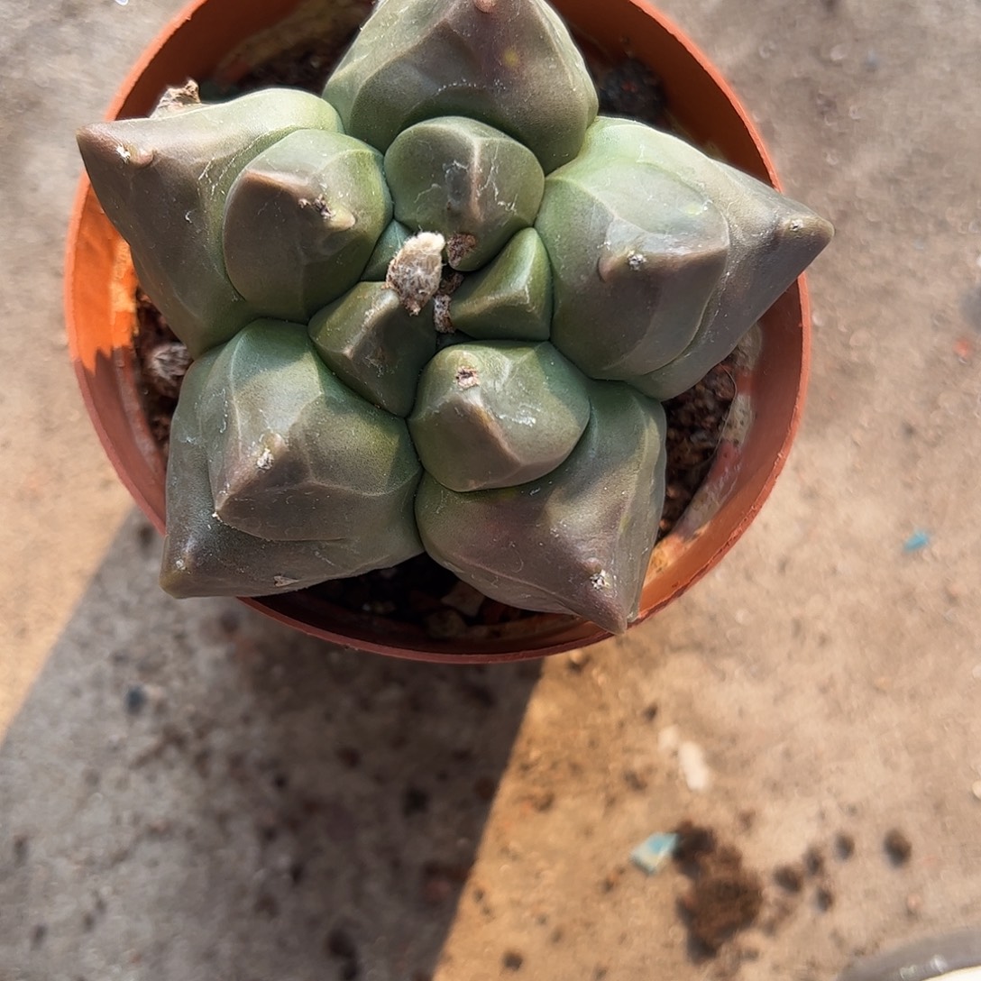 林****实生鸾凤玉一物一拍
