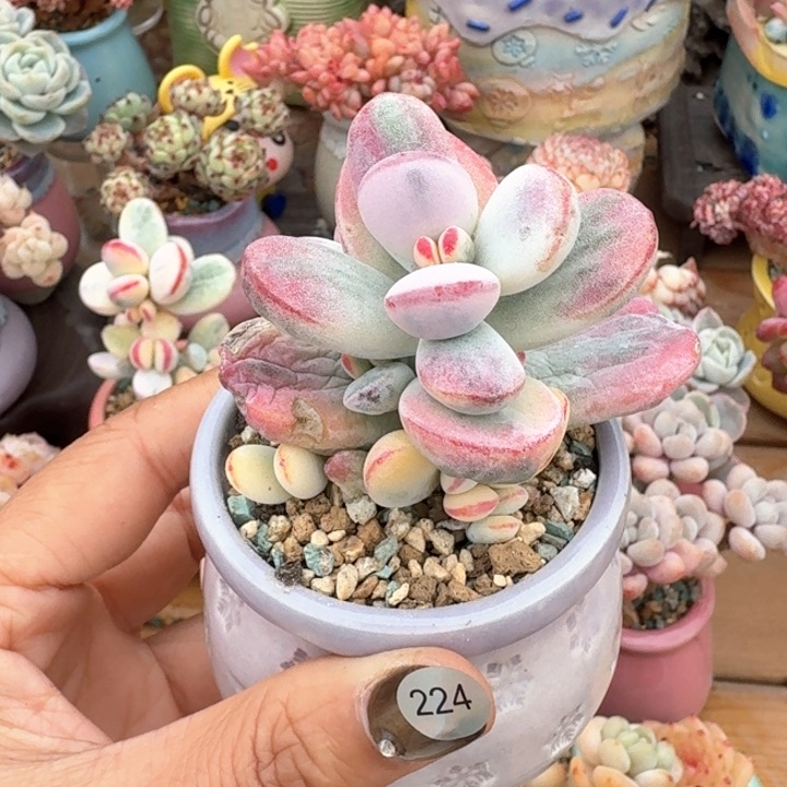 224 1多肉含盆土 30元包邮 除偏远