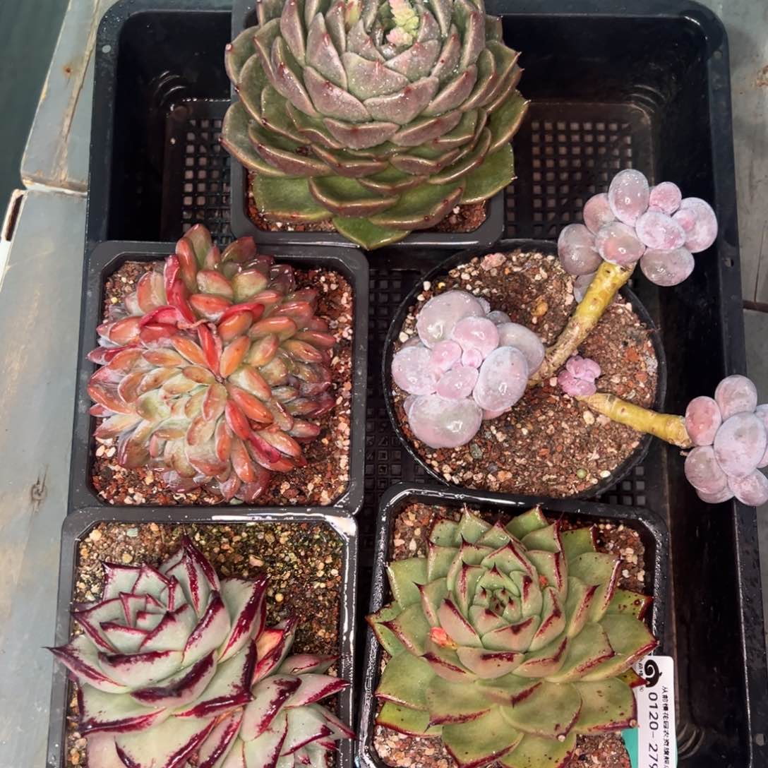 从前慢多肉精选编号0120.279