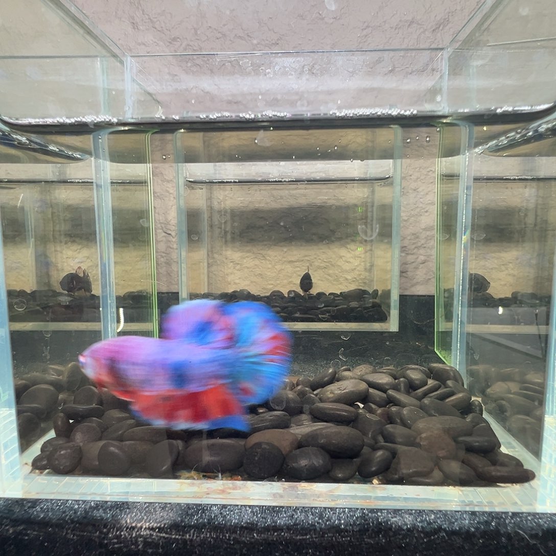 斗鱼阿浩泰斗9日109号