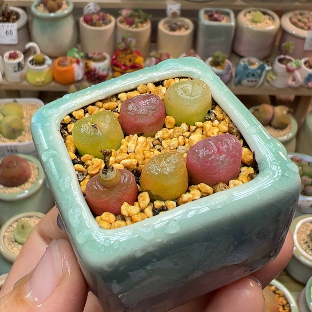 多肉植物101号彩色一盆