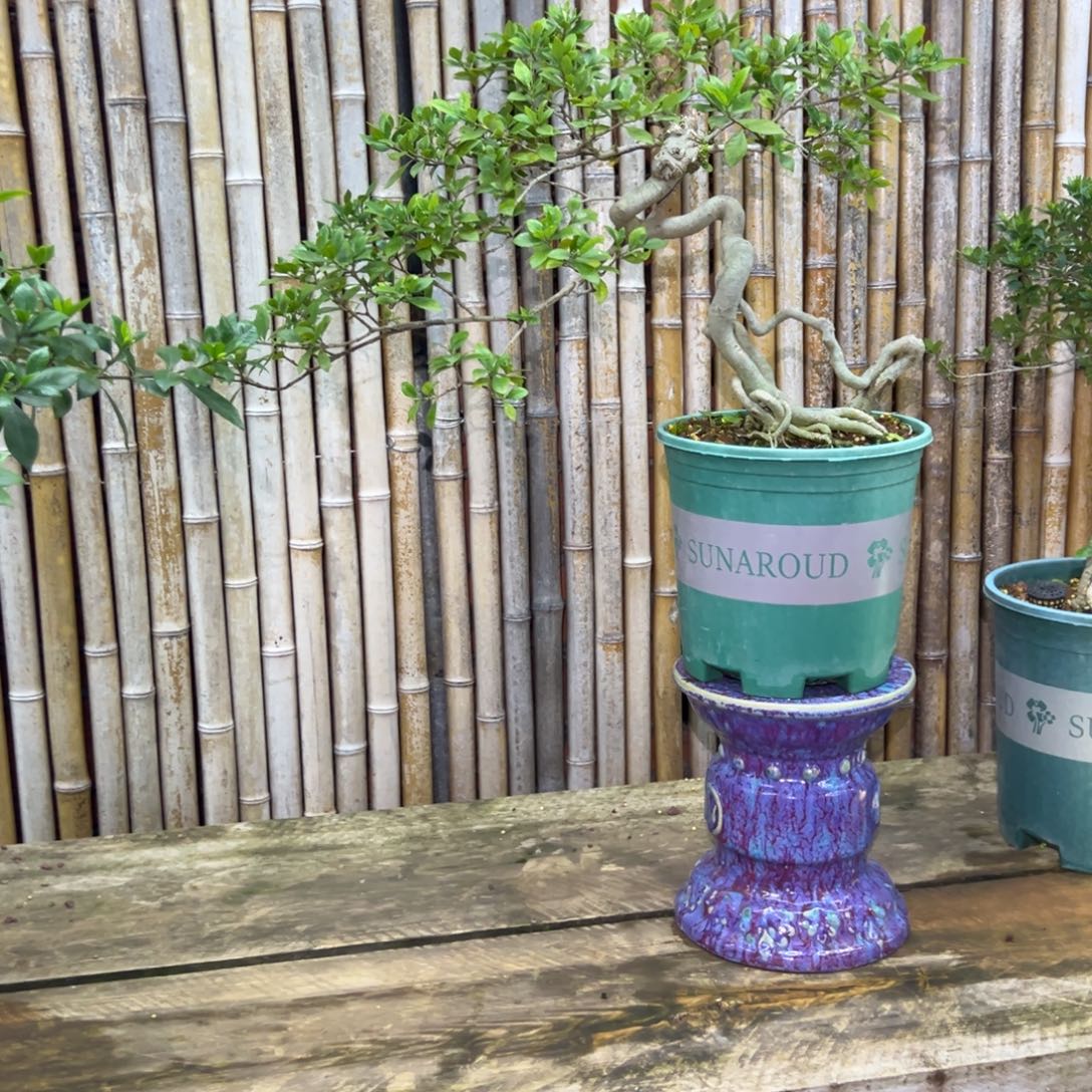 禅****无花朵栀子花盆景老桩