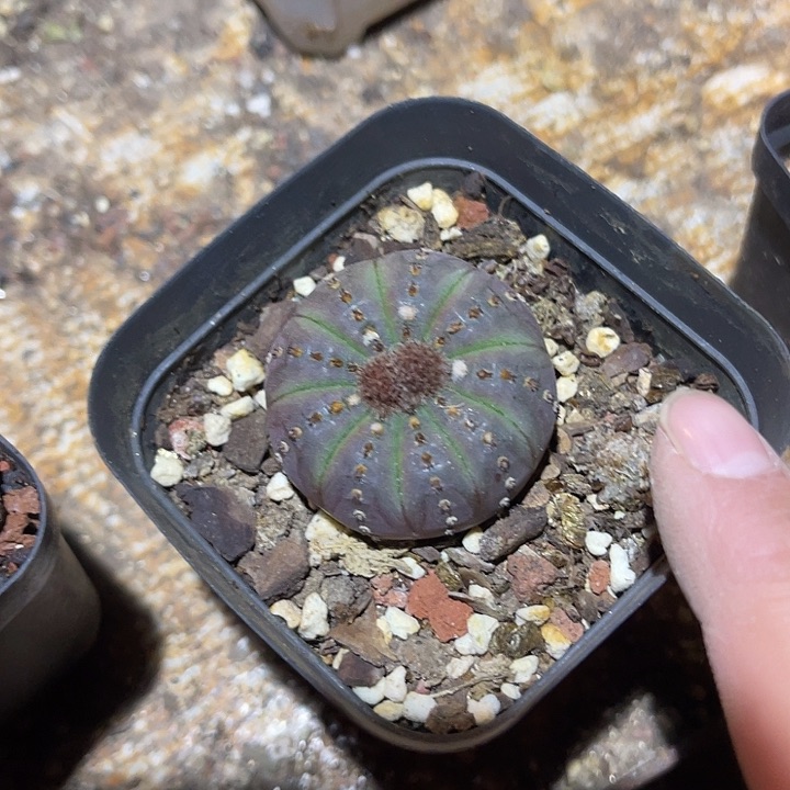 满38包邮，年后脱土晾根发货多肉