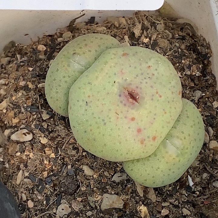 桃喜花园0308-47大饼福利