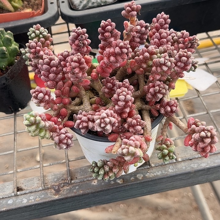 我也不知道我为什么要这样