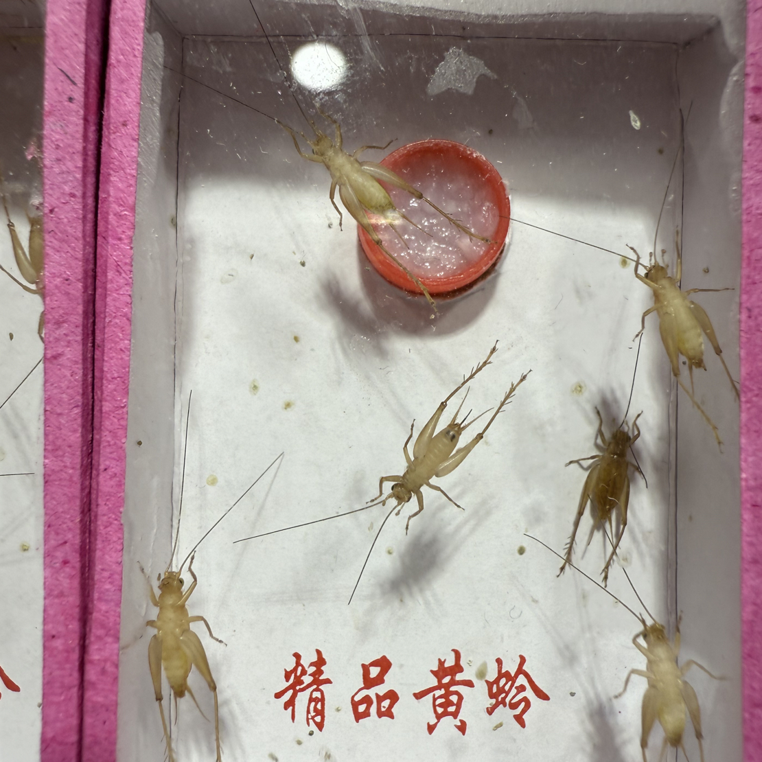 冬小黄蛉-小黄蛉一盒五只