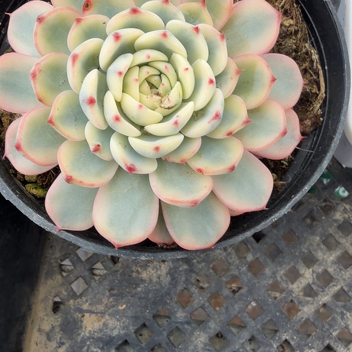 大姬莲锦满12.9包邮