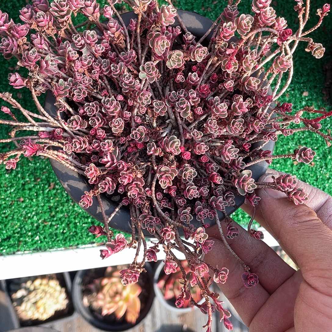 整群小球玫瑰金带盆发货