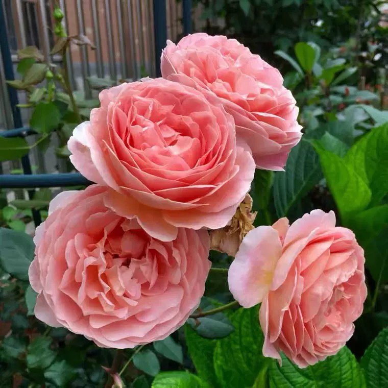 亚伯拉罕 大花浓香多花重瓣 藤本月季花苗 阳台 庭院绿植盆栽花卉