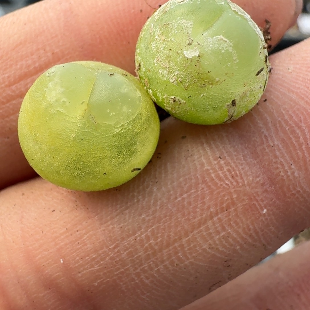 419两颗拉拉裤土了咯五