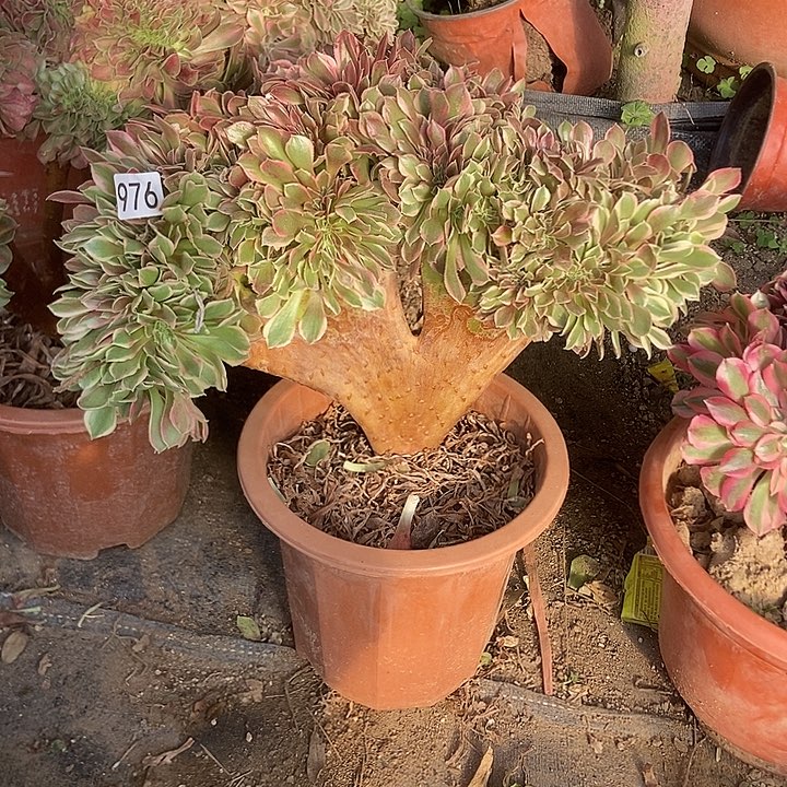 976女神缀化老板子法师