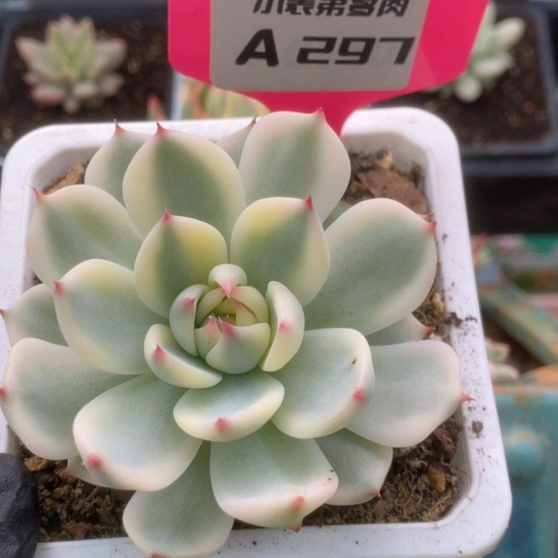 ?***?297锦锦锦锦锦锦锦