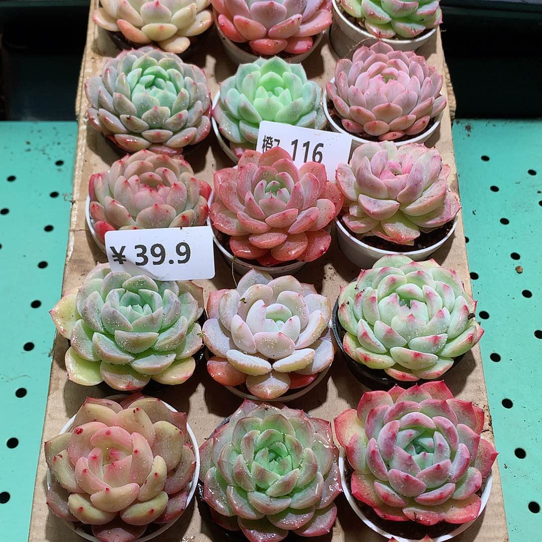 7-116一物一拍带盆18颗